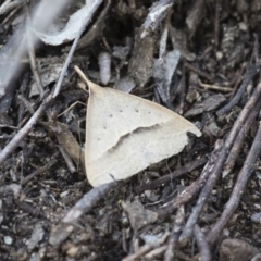 Epidesmia hypenaria (Long-nosed Epidesmia) at Illilanga & Baroona - 13 Nov 2017 by Illilanga