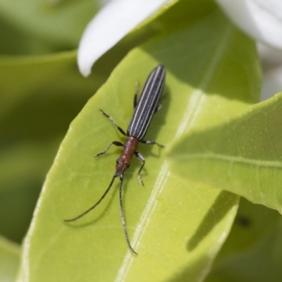 Syllitus rectus (Longhorn beetle) at Michelago, NSW - 12 Nov 2017 by Illilanga