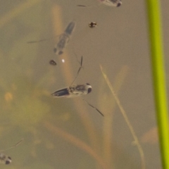 Notonectidae (family) (Backswimmer) at Michelago, NSW - 7 Nov 2017 by Illilanga