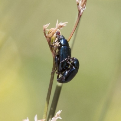 Arsipoda sp. (genus) (A flea beetle) at Illilanga & Baroona - 7 Nov 2017 by Illilanga