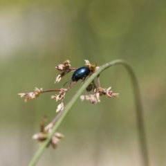 Arsipoda sp. (genus) at Michelago, NSW - 7 Nov 2017