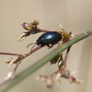 Arsipoda sp. (genus) at Michelago, NSW - 7 Nov 2017