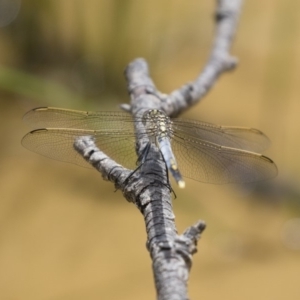 Orthetrum caledonicum at Michelago, NSW - 23 Dec 2017 01:32 PM