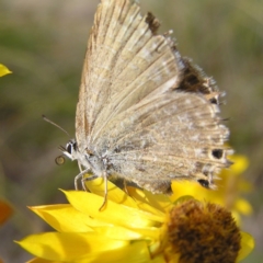 Jalmenus icilius (Amethyst Hairstreak) at Mount Taylor - 24 Dec 2017 by MatthewFrawley