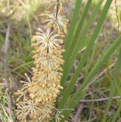 Lomandra multiflora (Many-flowered Matrush) at Kambah, ACT - 24 Dec 2017 by MatthewFrawley