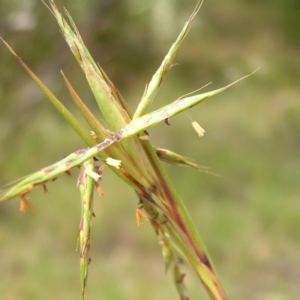 Cymbopogon refractus at Kambah, ACT - 24 Dec 2017 03:51 PM