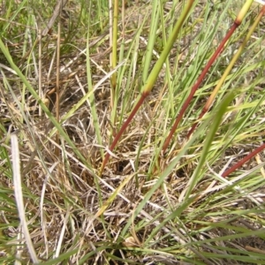 Cymbopogon refractus at Kambah, ACT - 24 Dec 2017 03:51 PM