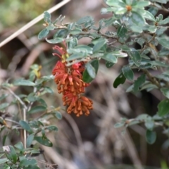 Grevillea diminuta at Cotter River, ACT - 28 Oct 2017 10:28 AM