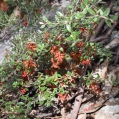 Grevillea diminuta at Cotter River, ACT - 28 Oct 2017 10:28 AM