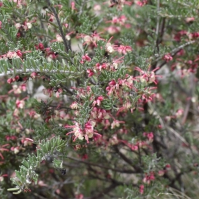 Grevillea lanigera (Woolly Grevillea) at Cotter River, ACT - 28 Oct 2017 by jmcleod