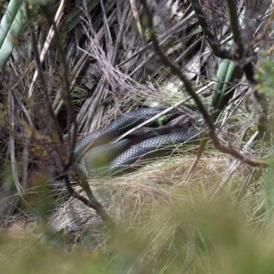 Austrelaps ramsayi (Highlands Copperhead) at Cotter River, ACT - 28 Oct 2017 by jmcleod