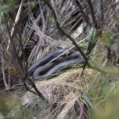 Austrelaps ramsayi at Cotter River, ACT - 28 Oct 2017