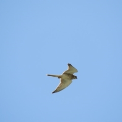 Falco cenchroides (Nankeen Kestrel) at North Tura Coastal Reserve - 21 Dec 2017 by SteveHepburn