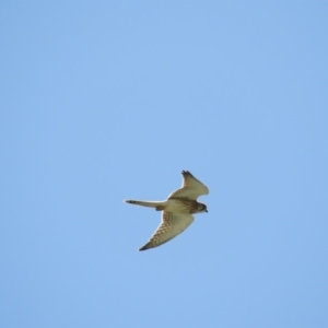 Falco cenchroides at Tura Beach, NSW - 22 Dec 2017