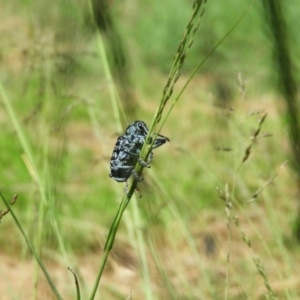 Chrysolopus spectabilis at North Tura - 22 Dec 2017