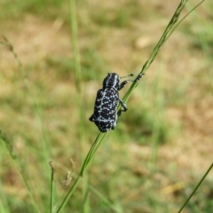 Chrysolopus spectabilis at North Tura - 22 Dec 2017