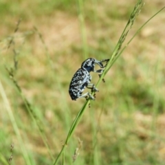 Chrysolopus spectabilis at North Tura - 22 Dec 2017 12:00 AM