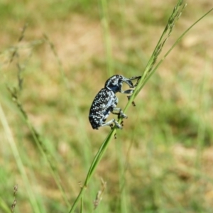 Chrysolopus spectabilis at North Tura - 22 Dec 2017