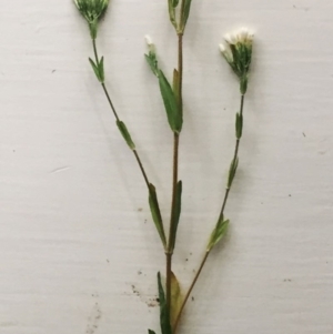 Centaurium erythraea at Hughes, ACT - 26 Dec 2017 12:00 AM