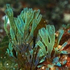 Dictyota sp. (genus) (A brown seaweed) at Batemans Marine Park - 20 Apr 2017 by RoyandJenny