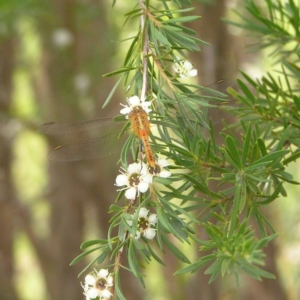 Diplacodes bipunctata at Kambah, ACT - 24 Dec 2017