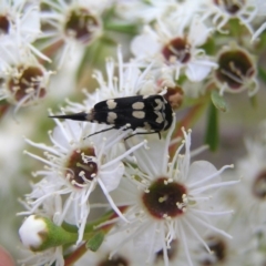 Hoshihananomia leucosticta (Pintail or Tumbling flower beetle) at Kambah, ACT - 24 Dec 2017 by MatthewFrawley