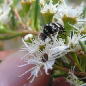 Hoshihananomia leucosticta at Kambah, ACT - 24 Dec 2017