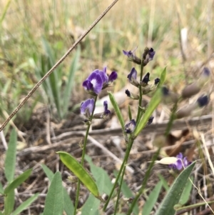 Glycine tabacina at Watson, ACT - 26 Dec 2017