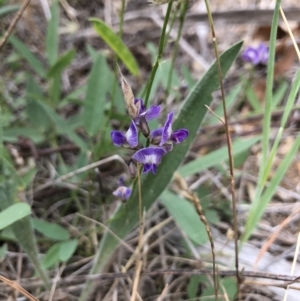 Glycine tabacina at Watson, ACT - 26 Dec 2017