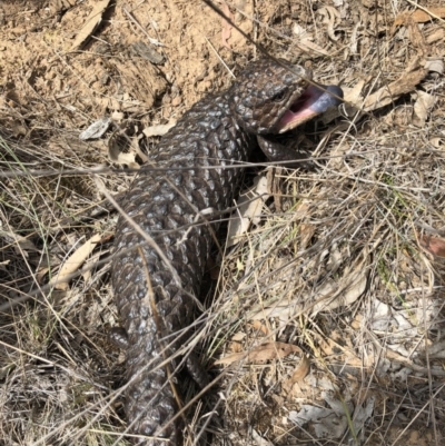 Tiliqua rugosa (Shingleback Lizard) at Mount Majura - 26 Dec 2017 by AaronClausen