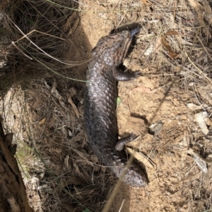 Tiliqua rugosa at Majura, ACT - 26 Dec 2017 02:51 PM