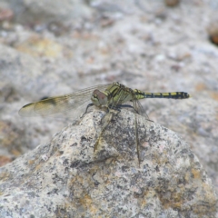 Orthetrum caledonicum (Blue Skimmer) at Kambah, ACT - 26 Dec 2017 by MatthewFrawley