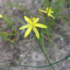 Tricoryne elatior (Yellow Rush Lily) at Mount Taylor - 26 Dec 2017 by MatthewFrawley