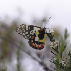 Delias aganippe (Spotted Jezebel) at Mount Taylor - 26 Dec 2017 by MatthewFrawley