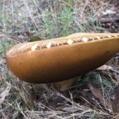 zz bolete at Belconnen, ACT - 26 Dec 2017 by RWPurdie