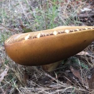 zz bolete at Belconnen, ACT - 26 Dec 2017