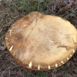 zz bolete at Belconnen, ACT - 26 Dec 2017