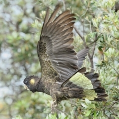 Zanda funerea (Yellow-tailed Black-Cockatoo) at Mogareeka, NSW - 26 Dec 2017 by Leo