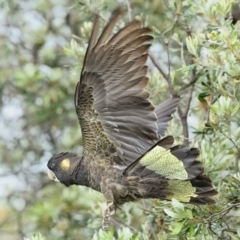 Zanda funerea (Yellow-tailed Black-Cockatoo) at Mogareeka, NSW - 25 Dec 2017 by Leo