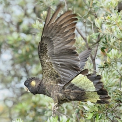Zanda funerea (Yellow-tailed Black-Cockatoo) at Mogareeka, NSW - 25 Dec 2017 by Leo