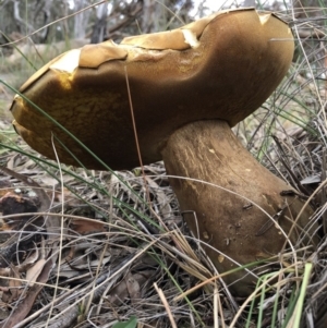 Phlebopus marginatus at Majura, ACT - 26 Dec 2017