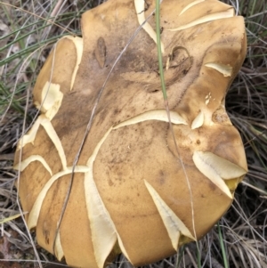 Phlebopus marginatus at Majura, ACT - 26 Dec 2017 03:36 PM