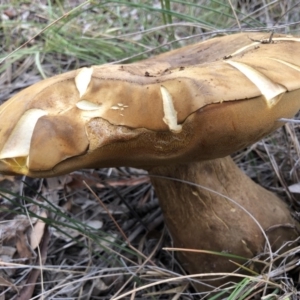 Phlebopus marginatus at Majura, ACT - 26 Dec 2017