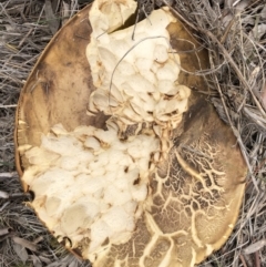 Phlebopus marginatus (Giant Bolete) at Majura, ACT - 26 Dec 2017 by AaronClausen