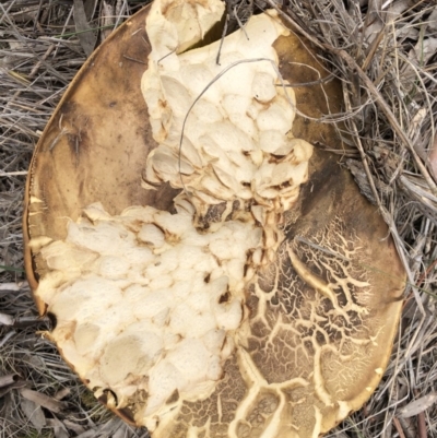 Phlebopus marginatus (Giant Bolete) at Majura, ACT - 26 Dec 2017 by AaronClausen