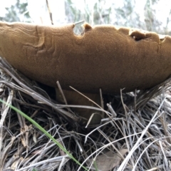 Phlebopus marginatus at Majura, ACT - 26 Dec 2017