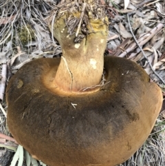 Phlebopus marginatus at Majura, ACT - 26 Dec 2017