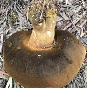 Phlebopus marginatus at Majura, ACT - 26 Dec 2017