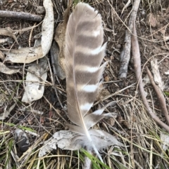 Ninox boobook (Southern Boobook) at Mount Ainslie - 26 Dec 2017 by AaronClausen