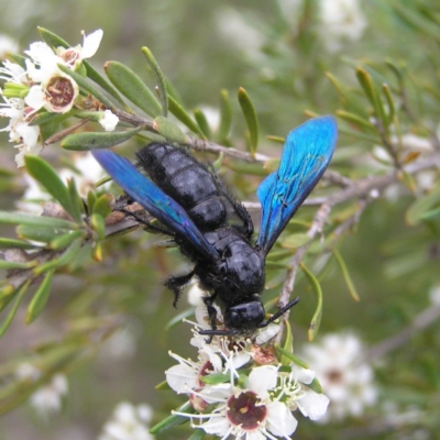Austroscolia soror (Blue Flower Wasp) at Mount Taylor - 26 Dec 2017 by MatthewFrawley
